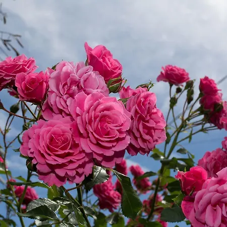 בית הארחה Il Giardino Dei Fiori סאן ג'יוליאנו טרמה