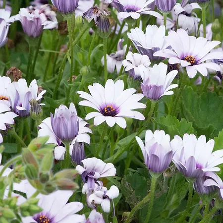 Il Giardino Dei Fiori *