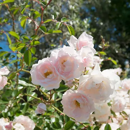 Il Giardino Dei Fiori