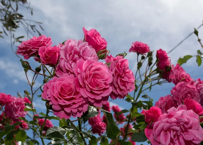 Πανσιόν Il Giardino Dei Fiori San Giuliano Terme