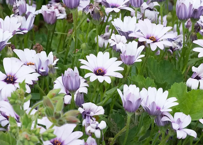 Il Giardino Dei Fiori *