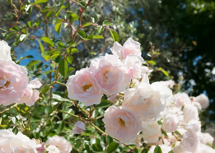 Il Giardino Dei Fiori