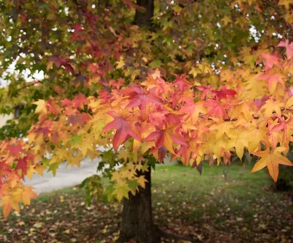 Il Giardino Dei Fiori Πανσιόν San Giuliano Terme